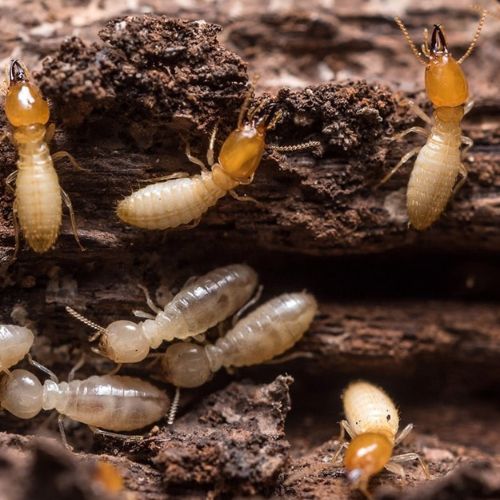 Termites pest control service