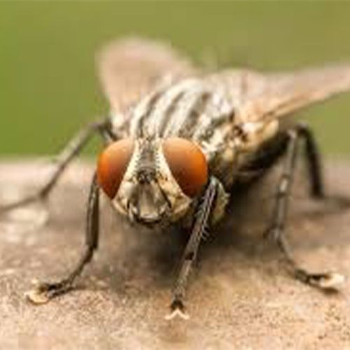 Houseflies