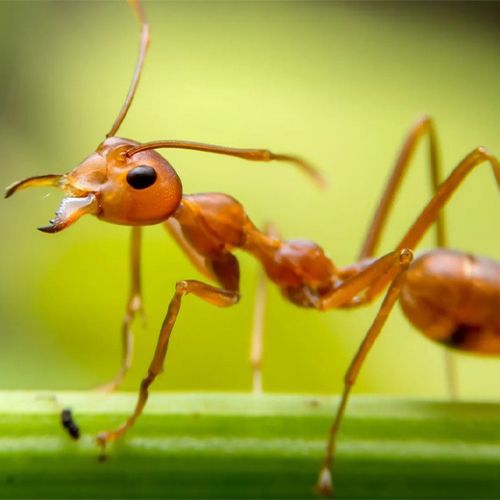 Ant pest control service