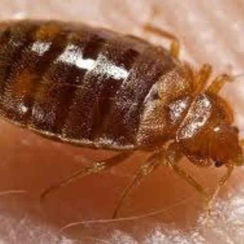 Bed Bugs pest control service