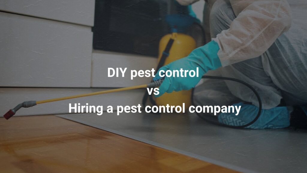 DIY pest control vs hiring a pest control company: What’s the difference?